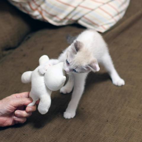 White