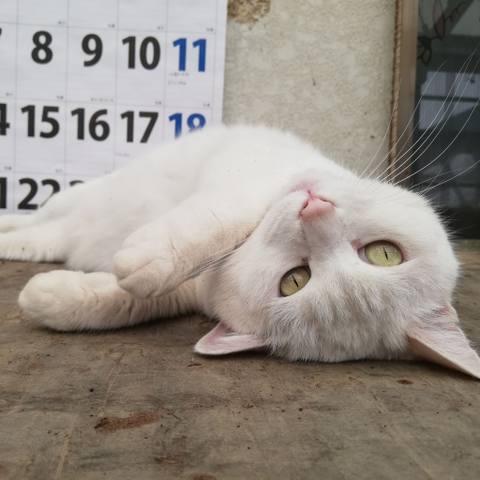 White