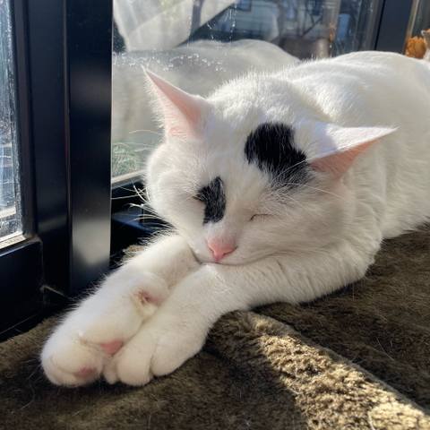 White