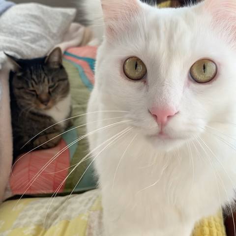 White