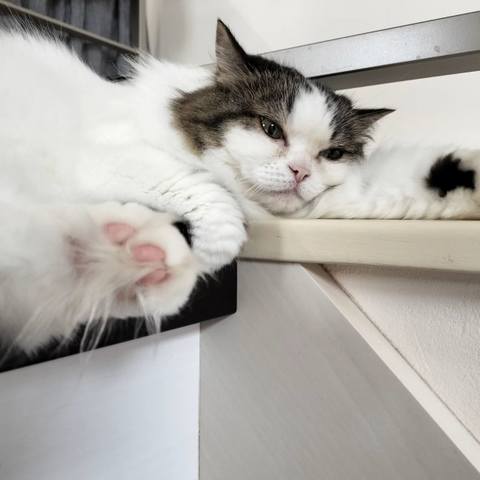 White