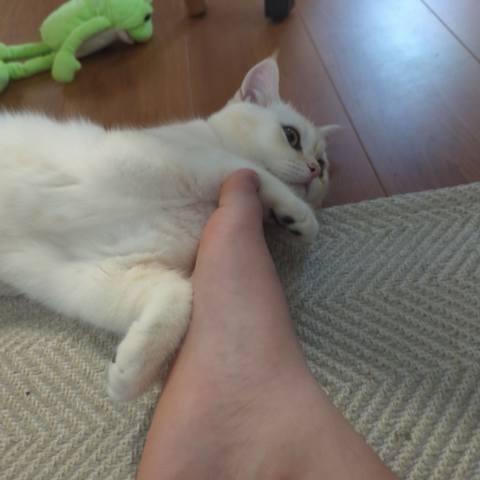 White