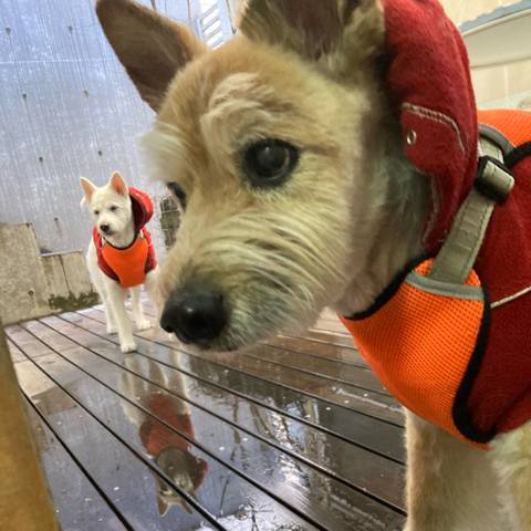 White