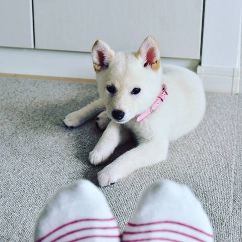 White