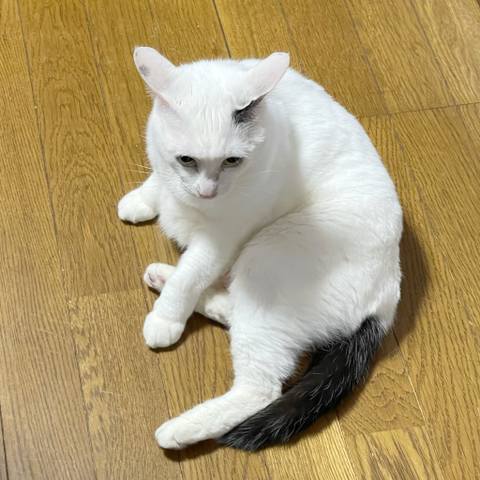 White