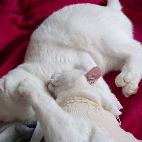 White