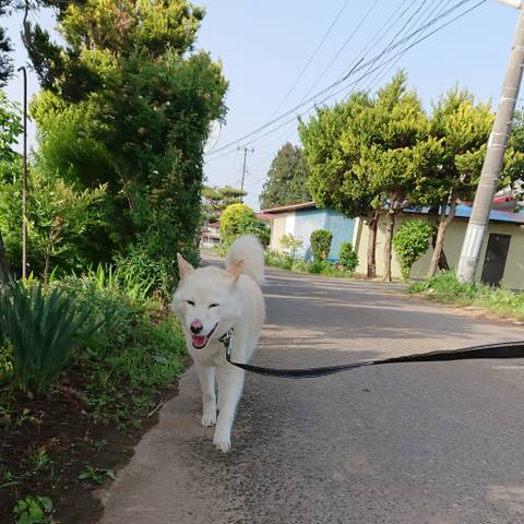 White