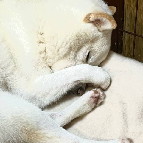 White