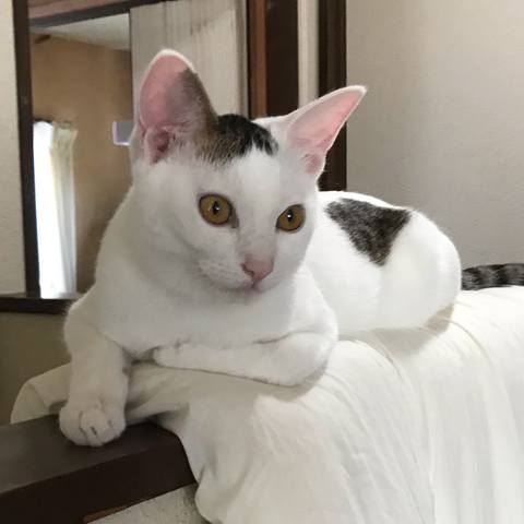 White