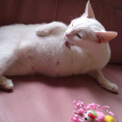 White