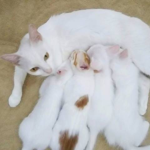 White