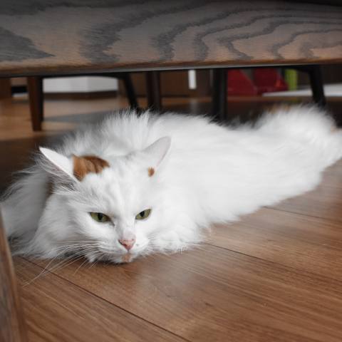 White