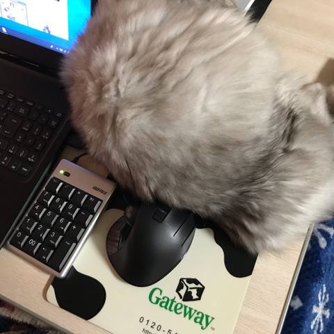 Dokonoko もふりん