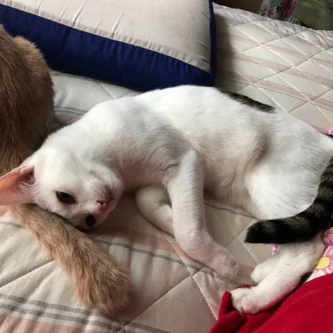 White