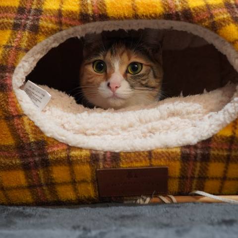 Dokonoko 猫カメラ部