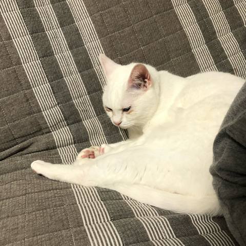 White