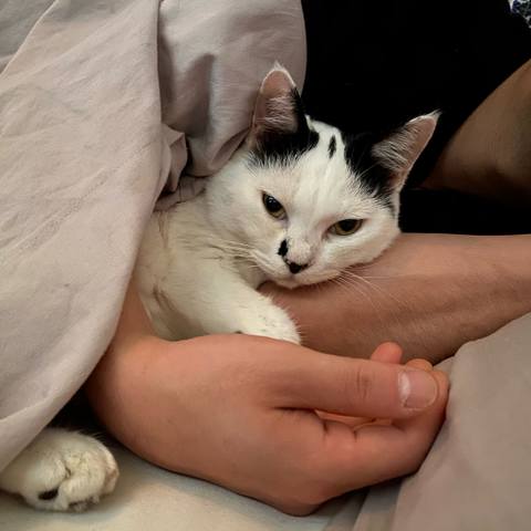 White