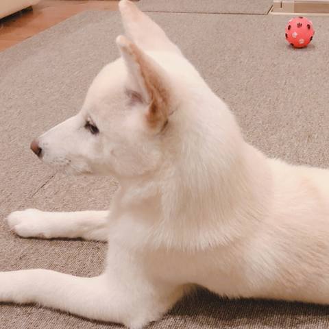 White