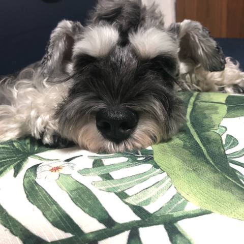 Dokonoko うるる ミニチュアシュナウザー