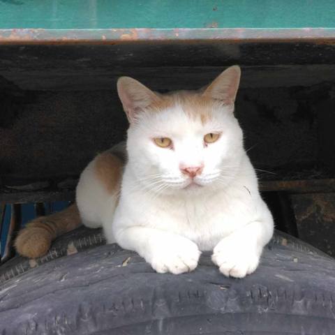 White