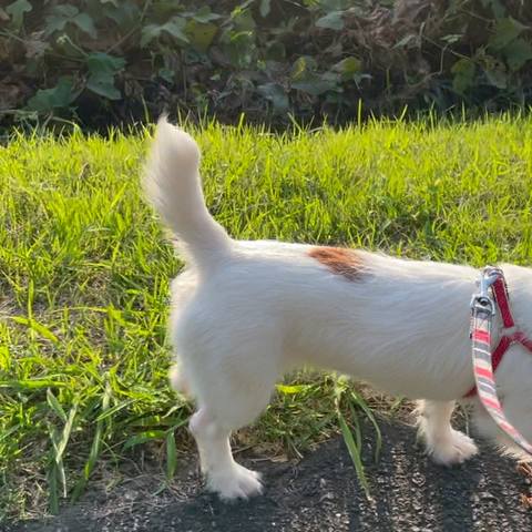 White