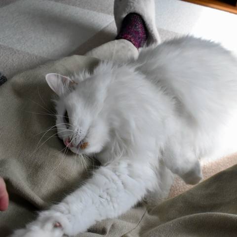 White