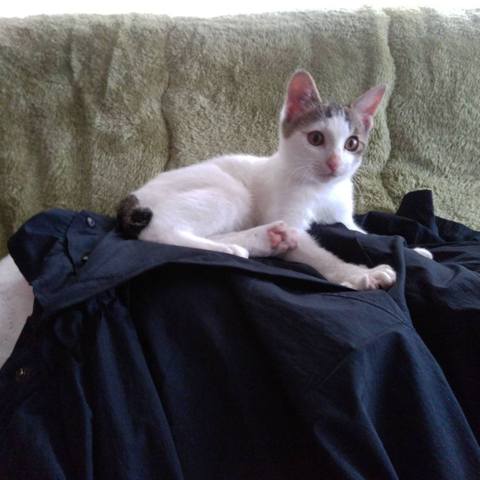 White