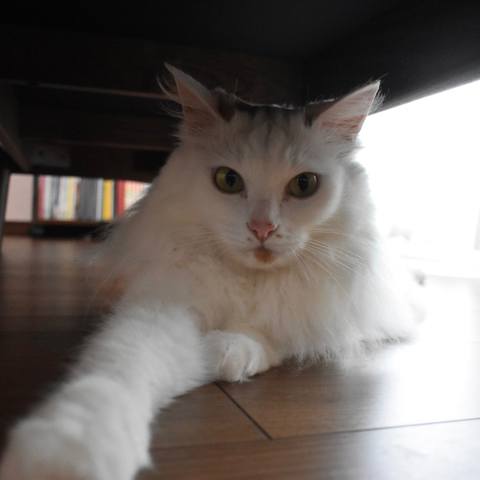 White