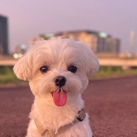 White