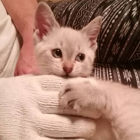 White