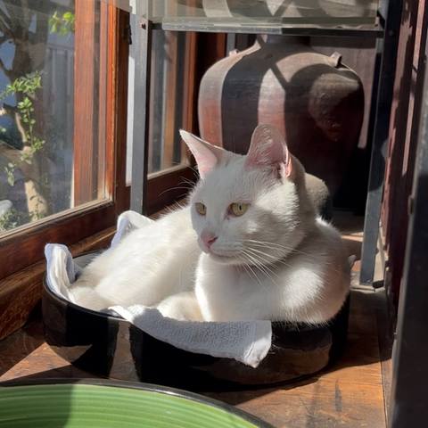 White