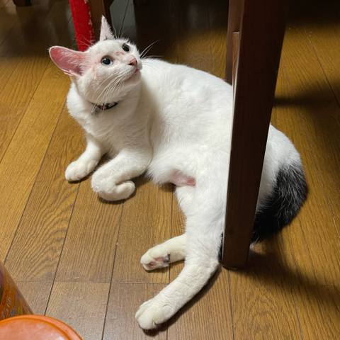 White