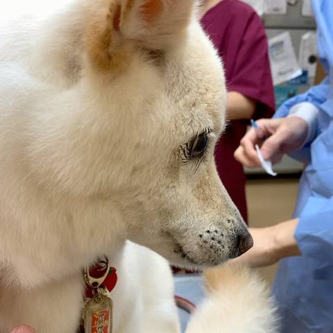 White