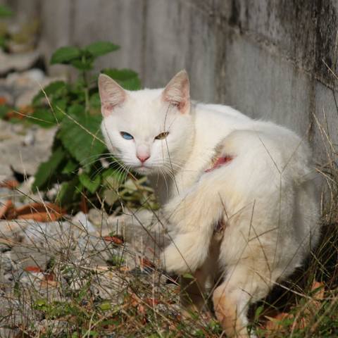 White
