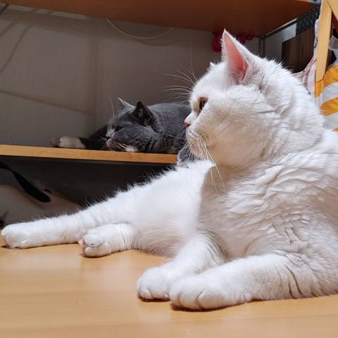 White