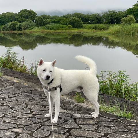 White