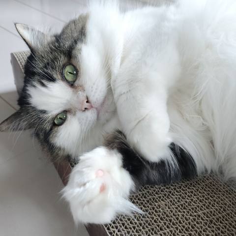 White