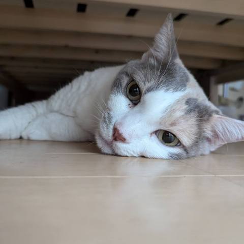 White