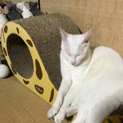 White