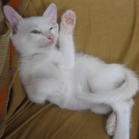 White
