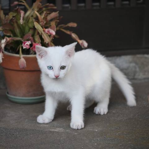 White