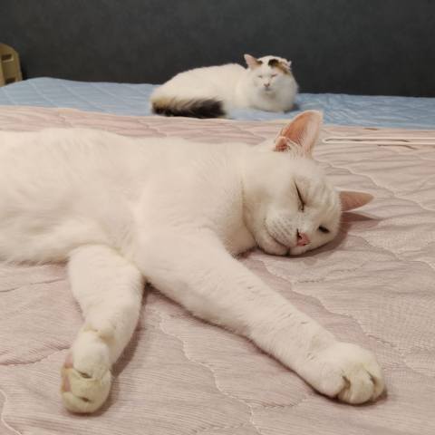 White