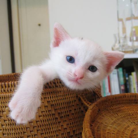 White