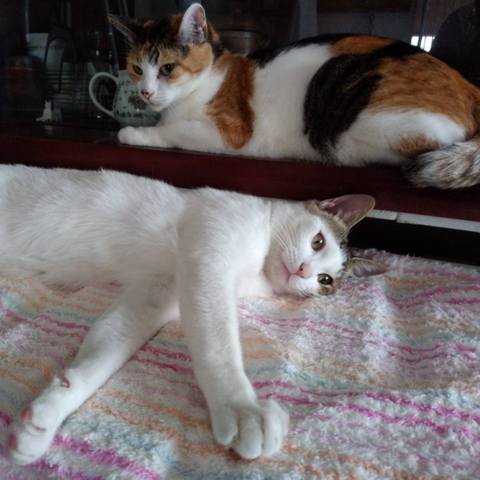 White