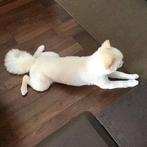 White