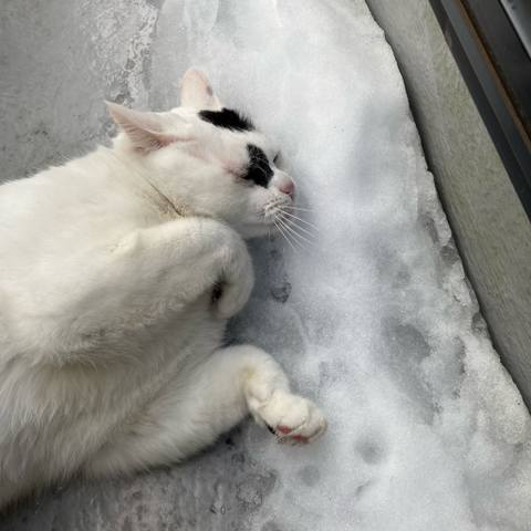 White