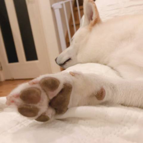 White