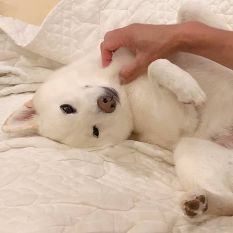 White