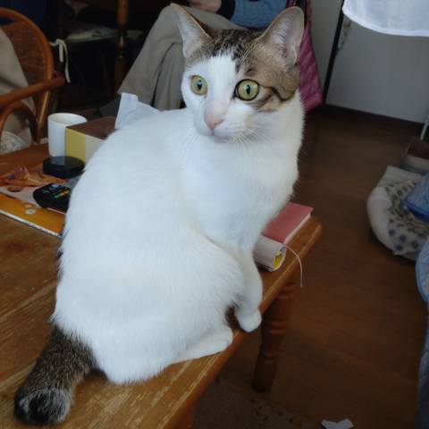 White