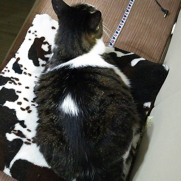 0014cc49 2c48 4d2f a566 d671622348bf